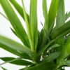 Yucca Elephantipes - Palmier d'intérieur – Image 4