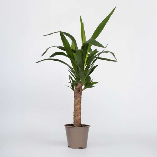 Yucca Elephantipes - Palmier d'intérieur – Image 7