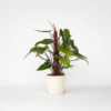 Philodendron 'Rouge émeraude'
