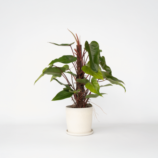 Philodendron 'Rouge émeraude'