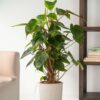 Philodendron 'Rouge émeraude' – Image 2
