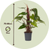 Philodendron 'Rouge émeraude' – Image 3