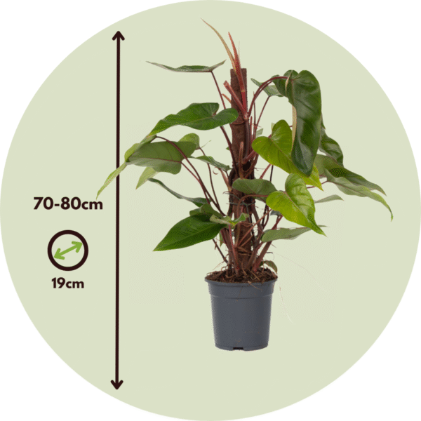 Philodendron 'Rouge émeraude' – Image 3
