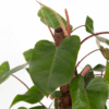 Philodendron 'Rouge émeraude' – Image 4