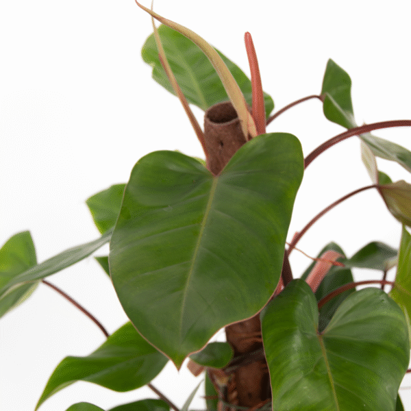Philodendron 'Rouge émeraude' – Image 4