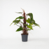 Philodendron 'Rouge émeraude' – Image 5