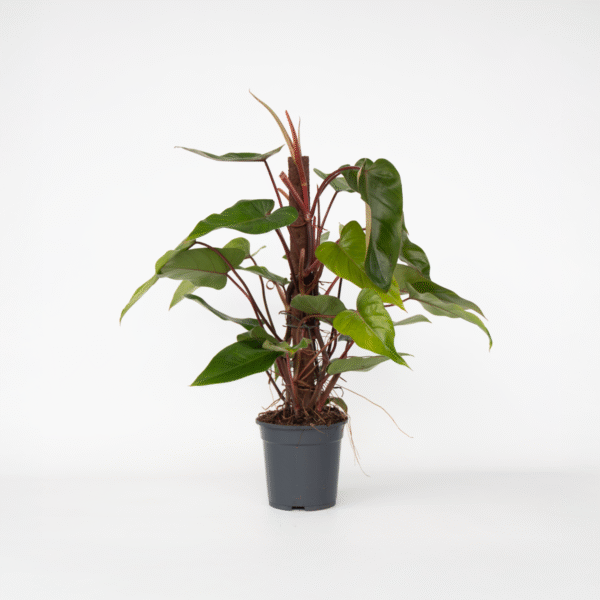 Philodendron 'Rouge émeraude' – Image 5
