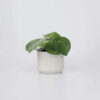 Peperomia Polybotrya - goute de pluie