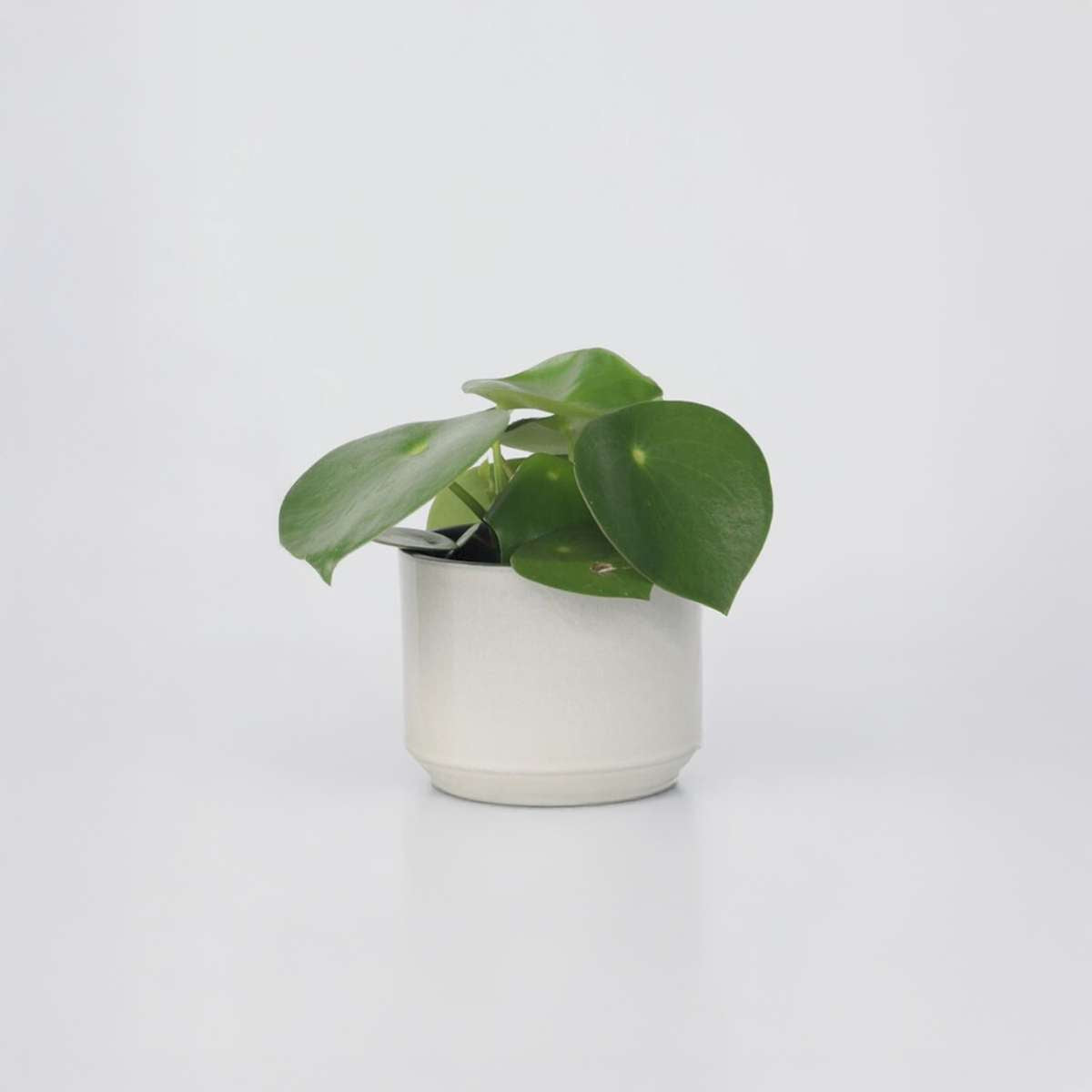Peperomia Polybotrya – goute de pluie