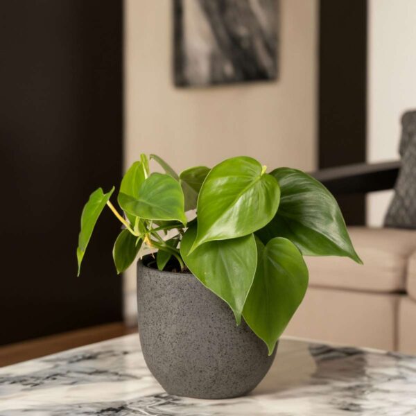 Peperomia Polybotrya - goute de pluie – Image 2