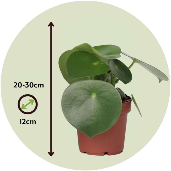 Peperomia Polybotrya - goute de pluie – Image 3