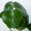 Peperomia Polybotrya - goute de pluie – Image 4
