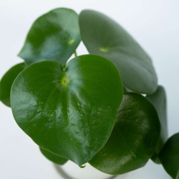 Peperomia Polybotrya - goute de pluie – Image 4