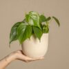 Peperomia Polybotrya - goute de pluie – Image 5