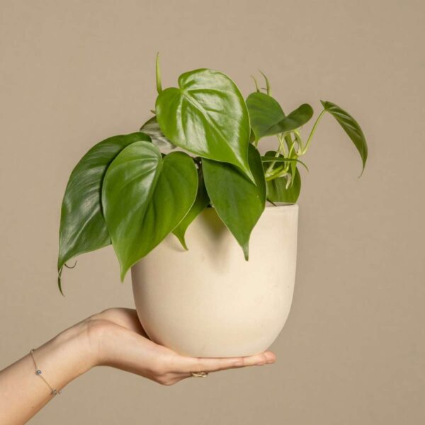 Peperomia Polybotrya - goute de pluie – Image 5