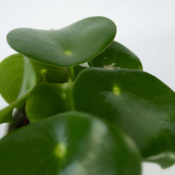 Peperomia Polybotrya - goute de pluie – Image 6