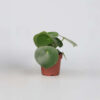 Peperomia Polybotrya - goute de pluie – Image 7