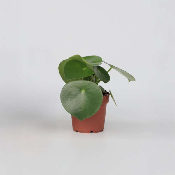 Peperomia Polybotrya - goute de pluie – Image 7