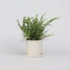 Nephrolepis Duffii - Fougère enroulée