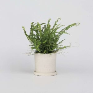 Nephrolepis Duffii - Fougère enroulée