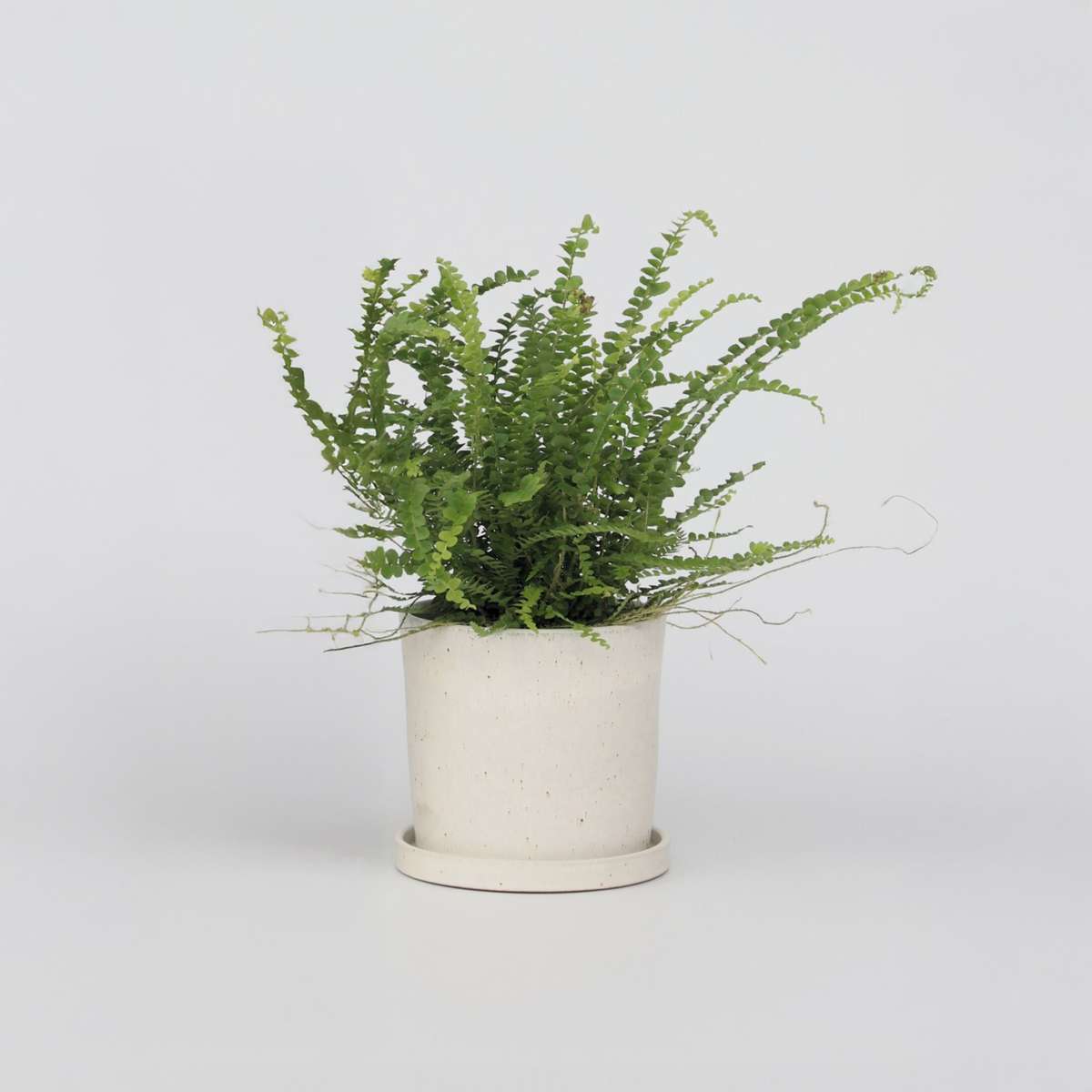 Nephrolepis Duffii – Fougère enroulée