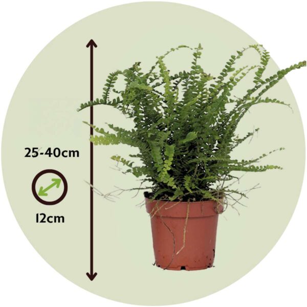 Nephrolepis Duffii - Fougère enroulée – Image 3