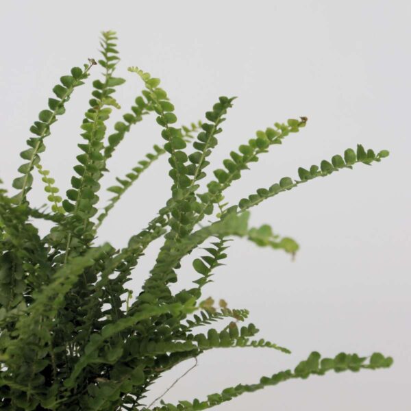 Nephrolepis Duffii - Fougère enroulée – Image 4