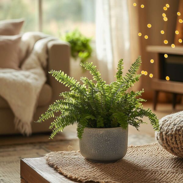 Nephrolepis Duffii - Fougère enroulée – Image 5