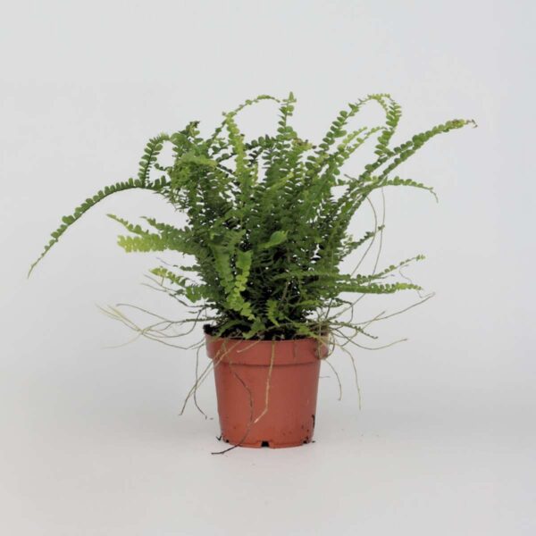 Nephrolepis Duffii - Fougère enroulée – Image 6