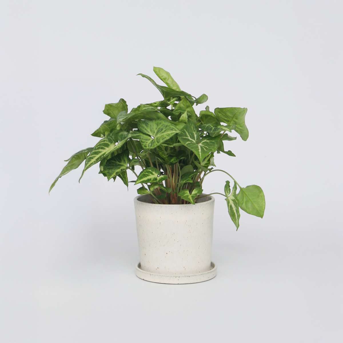 Syngonium Podophyllum ‘Pixie’