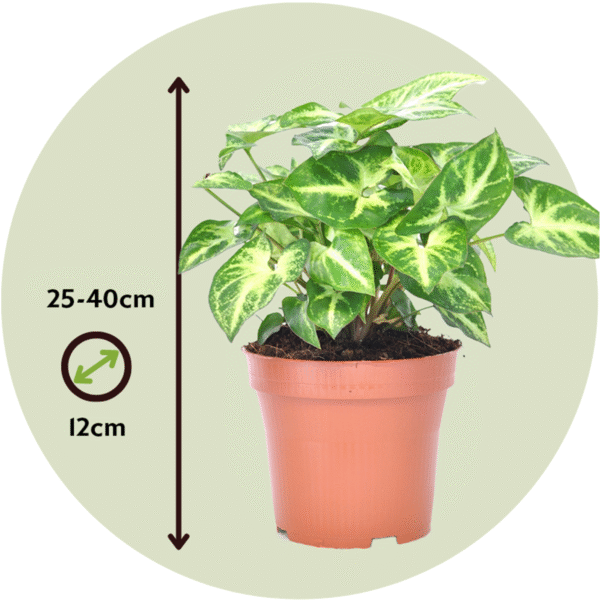 Syngonium Podophyllum 'Pixie' – Image 3