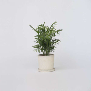 Chamaedorea Elegans - palmier nain