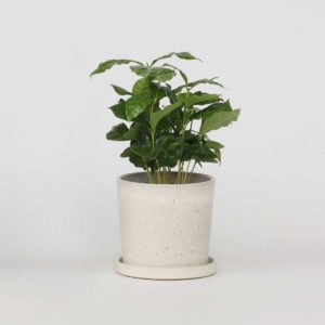 Coffea Arabica - plante facile