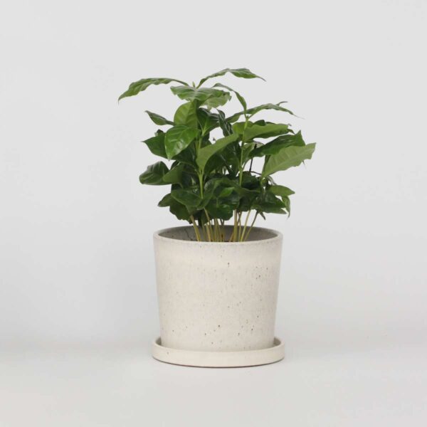 Coffea Arabica - plante facile