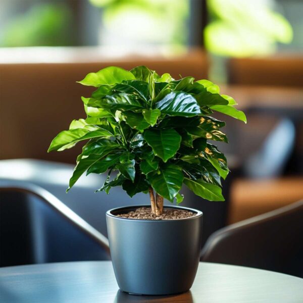 Coffea Arabica - plante facile – Image 8