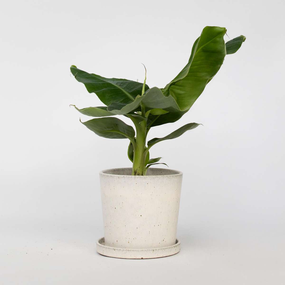Musa ‘Oriental Dwarf’ – bannanier