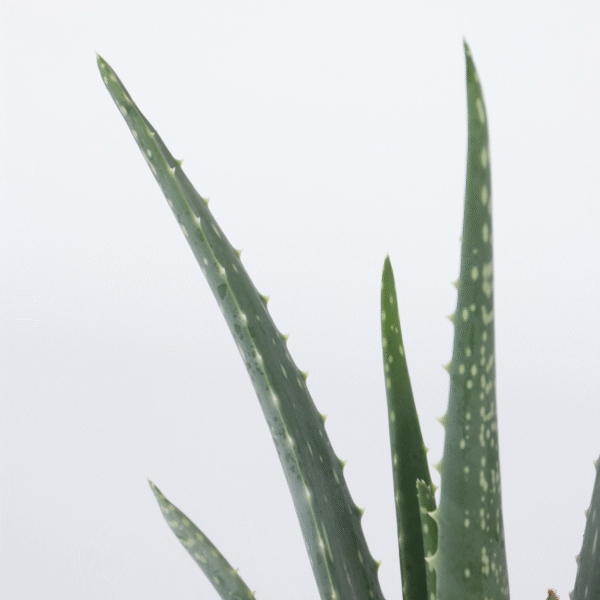 Aloe Barbadensis - Aloe Vera – Image 4