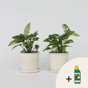 2 Monstera - engrais GRATUIT