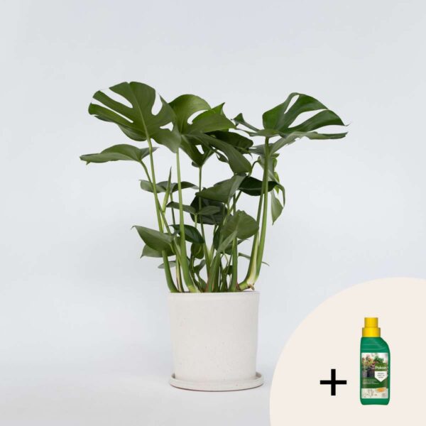 Monstera Deliciosa - Nutriments pour plantes inclus