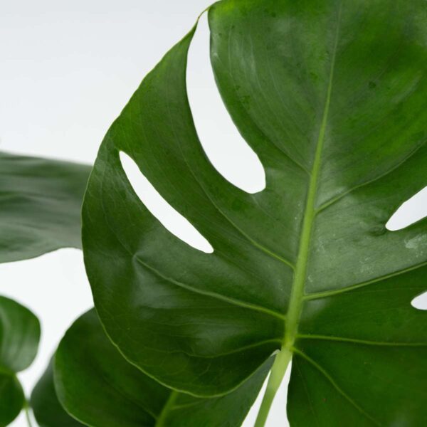Monstera Deliciosa - Nutriments pour plantes inclus – Image 10