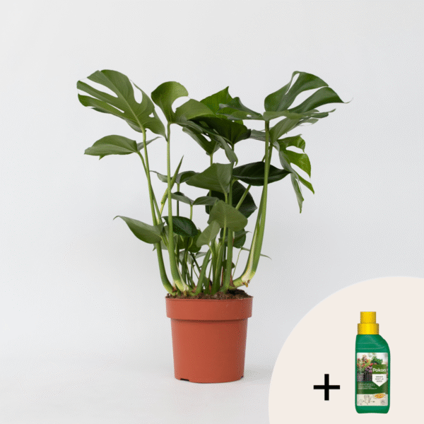 Monstera Deliciosa - Nutriments pour plantes inclus – Image 7