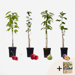 4 fruitiers - engrais GRATUIT