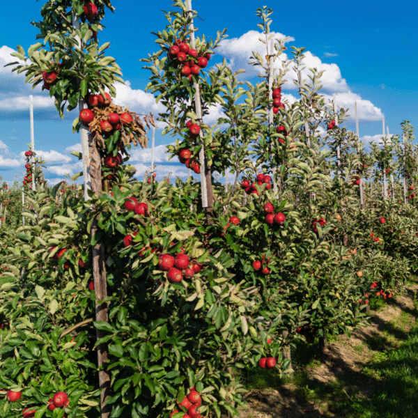 4 fruitiers - engrais GRATUIT – Image 2