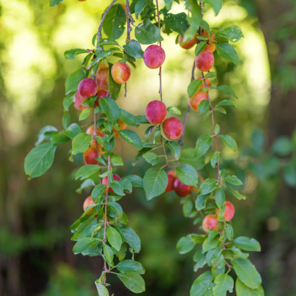4 fruitiers - engrais GRATUIT – Image 5
