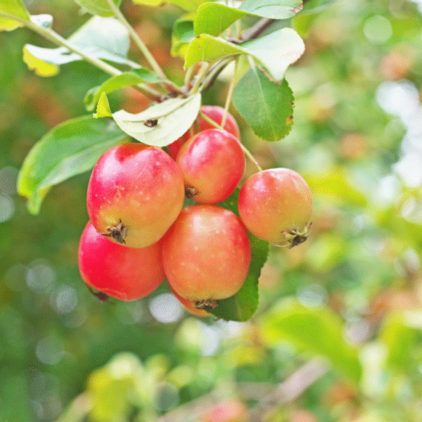 4 fruitiers - engrais GRATUIT – Image 6