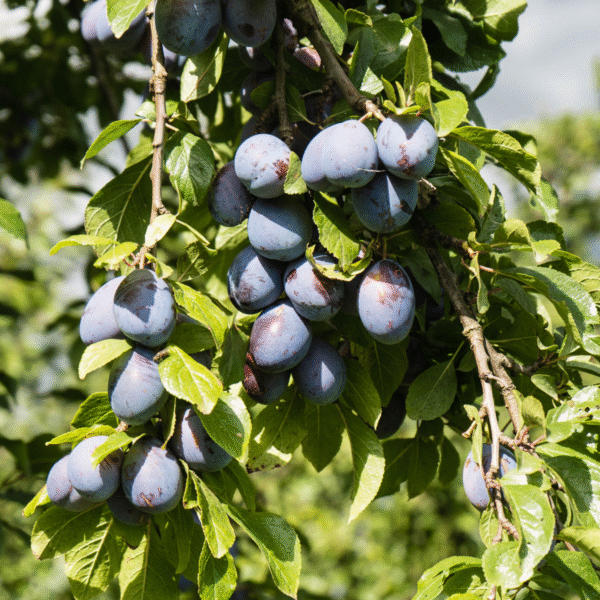 4 fruitiers - engrais GRATUIT – Image 7