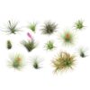 Tillandsia - 12 plantes mix