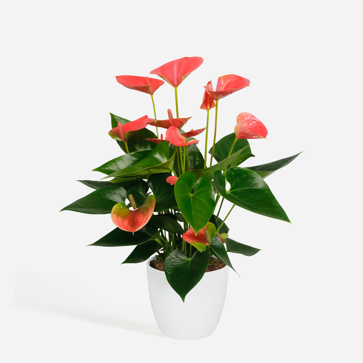 Anthurium ‘Sweet Dream’