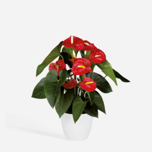 Anthurium 'Royal Champion'