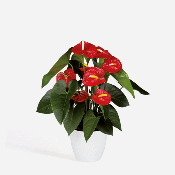 Anthurium 'Royal Champion'